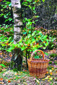 Foraging for Wild Foods Image